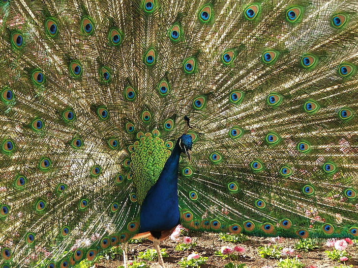 peacock, pen, tom, fauna, bird, feather, animal