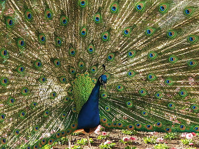 Peacock, pen, Tom, fauna, vogel, veer, dier