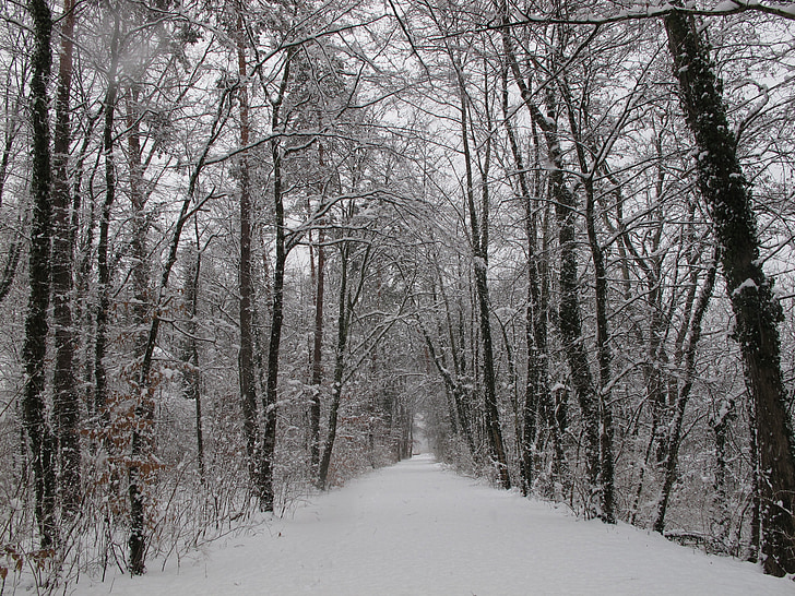 winter forest, forest, snow, winter, wintry, cold, nature