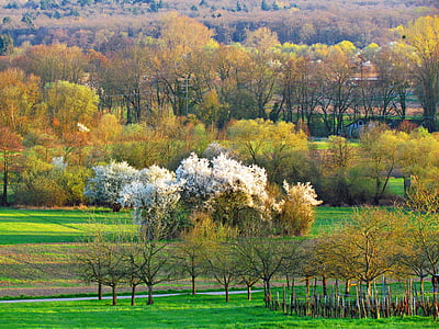campo, verde, naturaleza, primavera, Prado, paisaje, árbol
