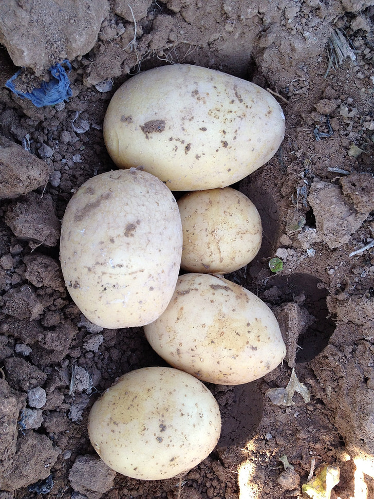 potato, field, murcia, root-crop, agriculture
