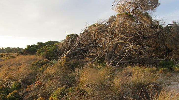 Rottnest Adası, ada, Avustralya, Rottnest, yıpranmış, giriş, Batı Avustralya