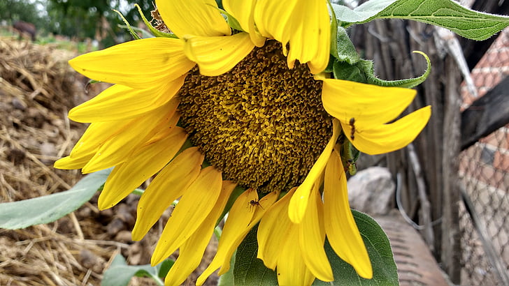 solros, Sunflower blooming, Blossom, gul blomma, naturen, blomma, gul