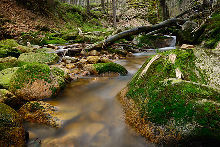 stream, torrent, forest, landscape, nature, brook, wet