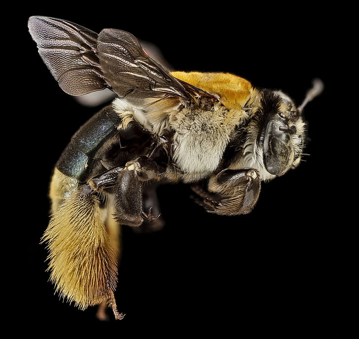 abella, insecte, Centris decolorata, macro, muntat, Retrat, natura
