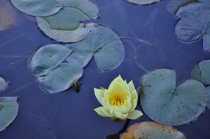flower, waterlilies, pond, aquatic plant, yellow petals, water Lily, nature