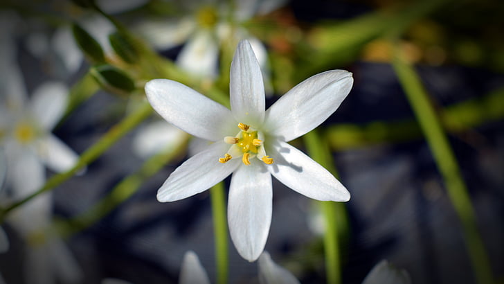 kukka, Blossom, Bloom, Weed, käpyjä maito star, Ornithogalum umbellatum, valkoinen kukka
