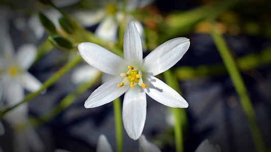 bunga, Blossom, mekar, gulma, kerucut susu bintang, ornithogalum umbellatum, blossom putih