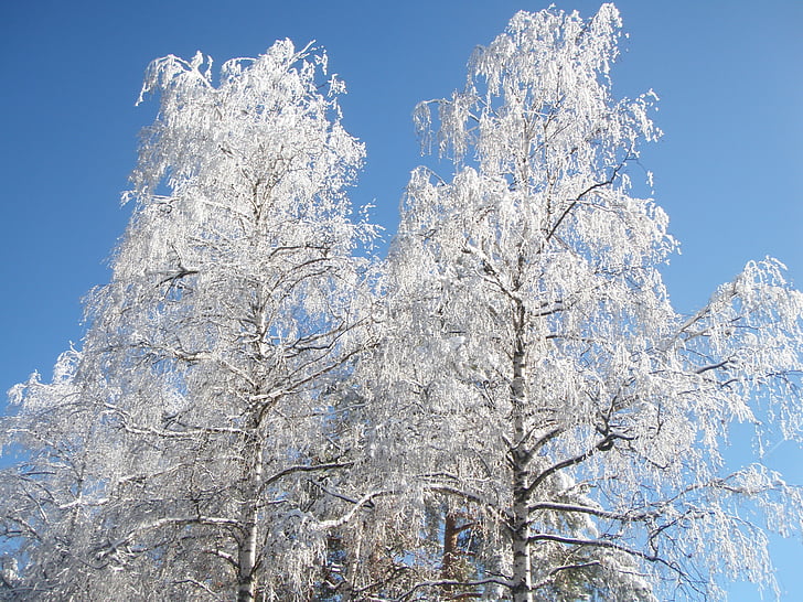 Kask, puud, talvel, lumi, loodus, puu, Frost