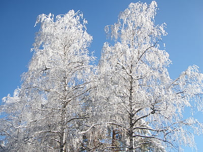 birch, trees, winter, snow, nature, tree, frost