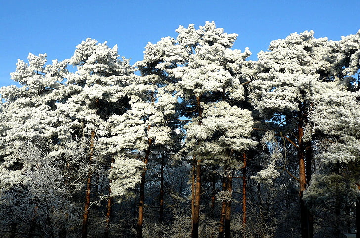 puu, talvel, Frost