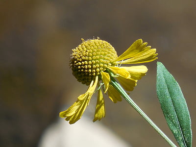Wildflower, keltainen, Luonto, kukka, kenttä, kesällä, kasvi