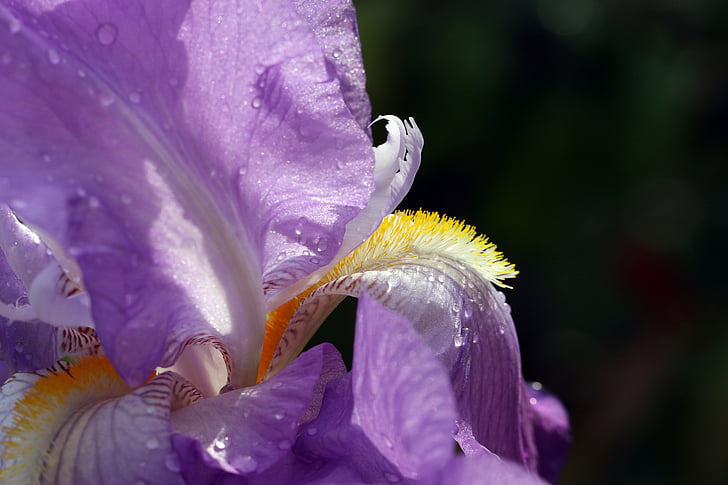 Iris, våren, fiolett, en anlegget, makro, hage, blomst