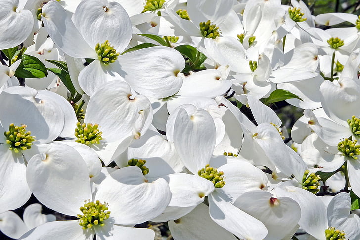 cornales, λουλούδι, άνθος, άνθιση, λευκό, φύση, φυτό