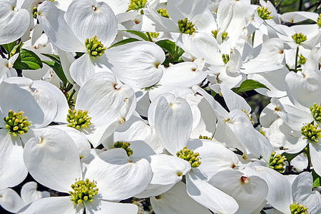 Cornales, Hoa, Blossom, nở hoa, trắng, Thiên nhiên, thực vật