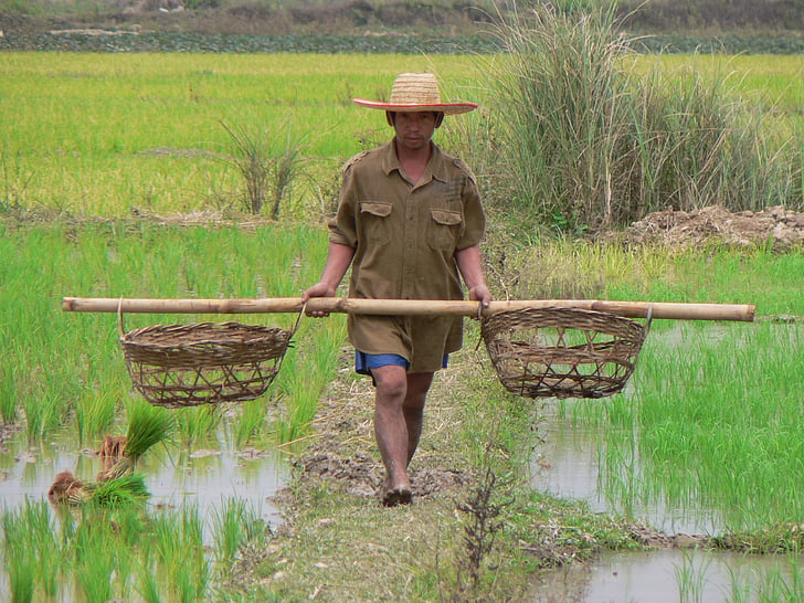 Thailanda, agricole, cultura, orez, câmp, plantaţie