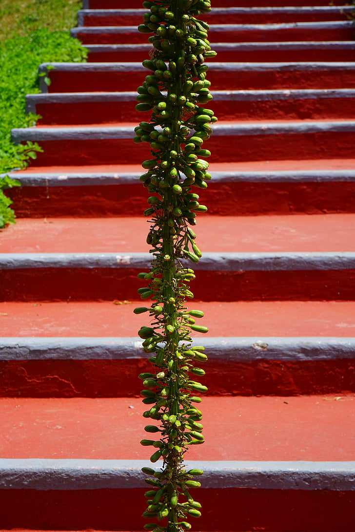 Drago-agave, Inflorescencia, escaleras, aparición, poco a poco, rojo, verde