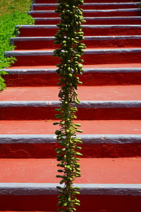 dragoeiro-agave, inflorescência, escadas, surgimento, gradualmente, vermelho, verde