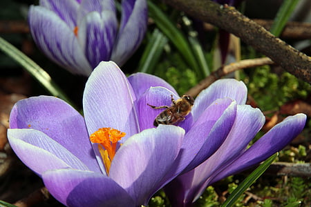 Krokus, Vorbote des Frühlings, lila, früh blühende Pflanze, Frühlingsblume, Anlage, Bloom