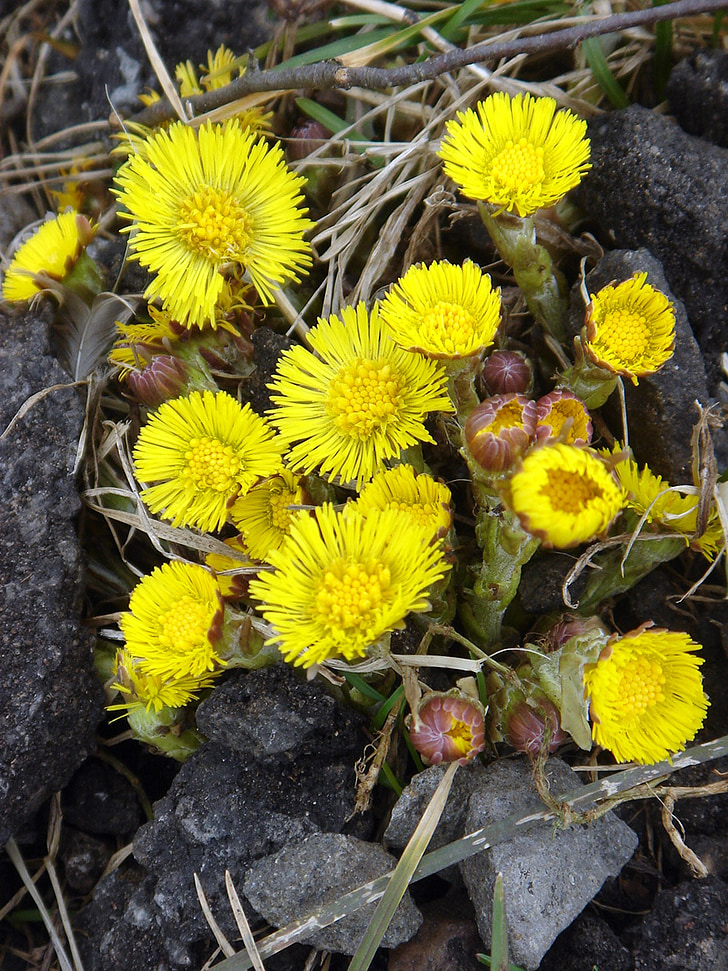 coltsfoot, spring, yellow, health, herb