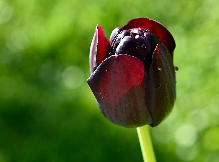 Tulipán, květ, schnittblume, Jarní květina, zahrada, jaro, květ