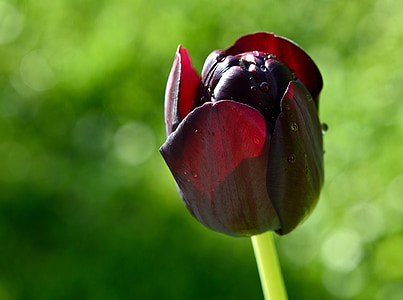 Tulip, flor, schnittblume, flor de primavera, jardín, primavera, flor