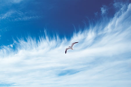 bird, seagull, sky, blue, clouds, flying, nature