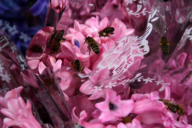 зюмбюл, пчела, розово, листенца
