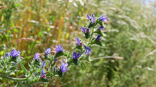 hadinec, echium, purple flowers