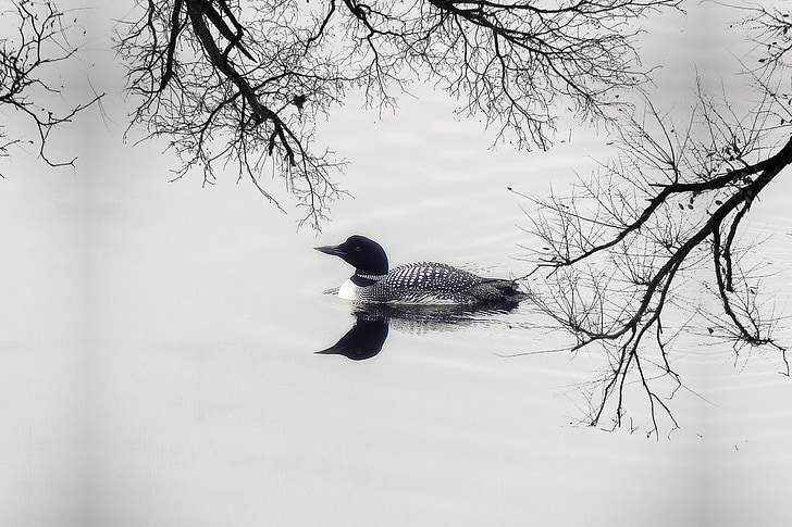 Loon, pato, ganso, pájaro del agua, con plumas, Lago, Canim lake