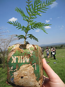 Quênia, Mara, plantio de árvores, Maasai