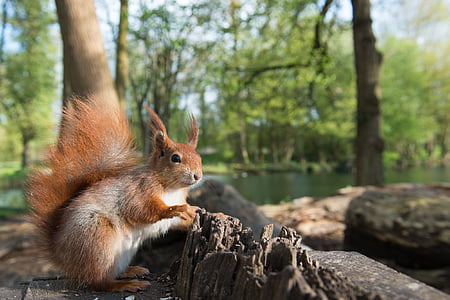 squirrel, animal, possierlich, forest, rodent, tail, wildlife photography