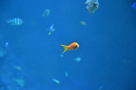 fish, dory, water, aquarium, aquarium fish, blue, sea