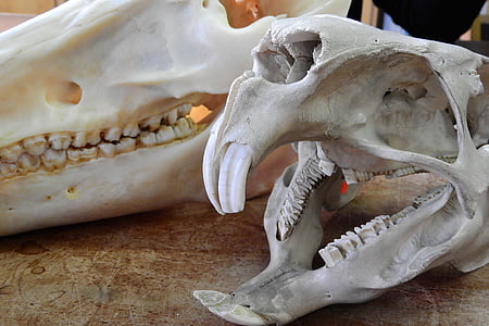 caveira, esqueleto, dentes, Anatomia, mandíbula, animal de dentes, crânio animal