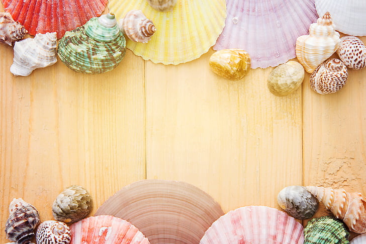 colorful, shell, calm, decor, design, indoors, childhood