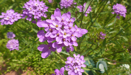 花, 紫色, 自然, 花香, 植物, 绽放