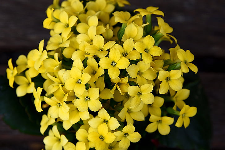 Пролет, цветя, Kalanchoe, жълто, Блум, цвете, уязвимостта