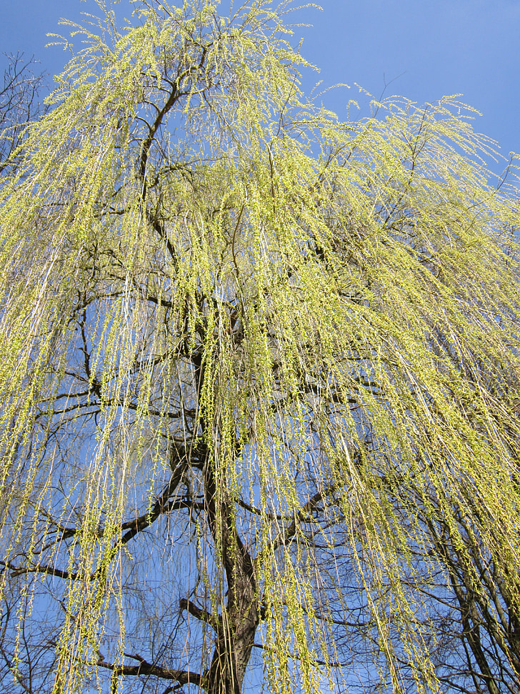 willow khóc, đồng cỏ, cây, chi nhánh, mùa xuân, vàng, chăn thả nhà kính