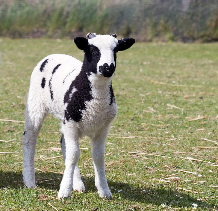 Cordeiro, bebê, ovelhas, animal, bonito, close-up, Primavera