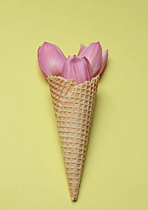 Hoa tulip, Hoa tulip, Hoa, kem hình nón, waffle, màu vàng, màu hồng