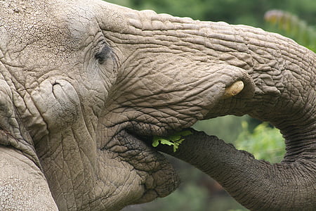 elephant, eating, africa, grey, mammal, endangered, wild