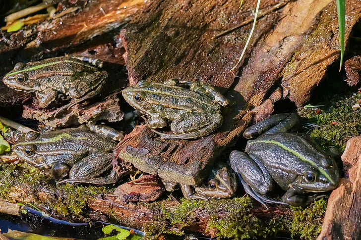 Amfibi, Kurbağa, su kurbağa, ağaç kurbağası, gölet, Kurbağa gölet, su