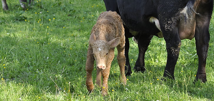 calf, young animal, animal, meadow, grass, pasture, nature