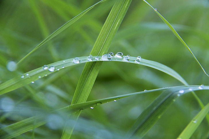 drip, dew, dewdrop, grass, drop of water, green, blade of grass