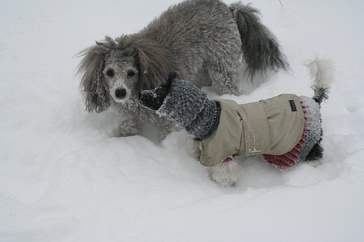 anjing, salju, pudel, dingin, anjing, musim dingin, hewan peliharaan
