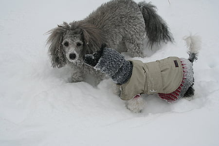câini, zăpadă, pudel, rece, câine, iarna, animale de companie