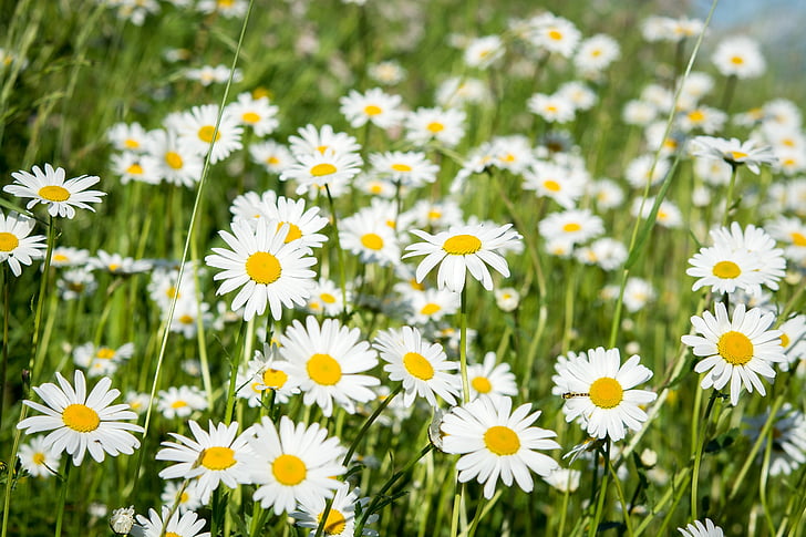 daisies, pointed-marguerites, wildflowers, meadow, flowers, white, nature