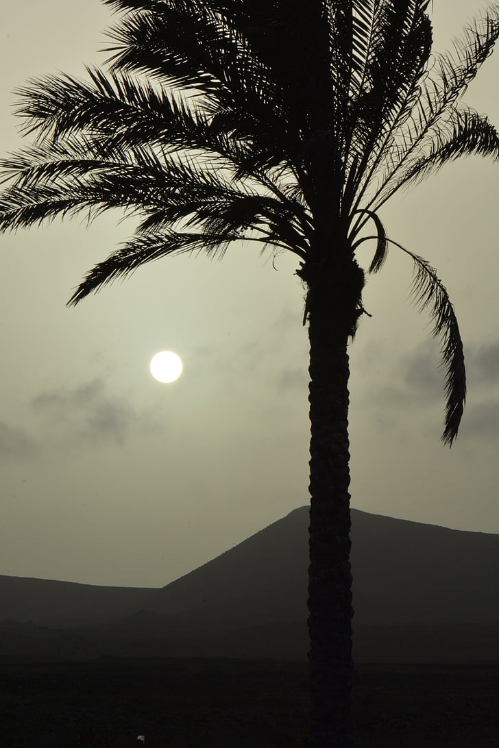 palm tree, sun, sunset, landscape, nature, silhouette, setting sun