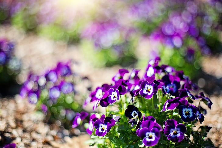 purple flowers, flowers, spring, purple, nature, floral, natural