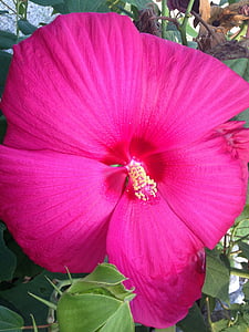Tropical, blomst, Pink, natur, blomstermotiver, sommer, tropiske blomster